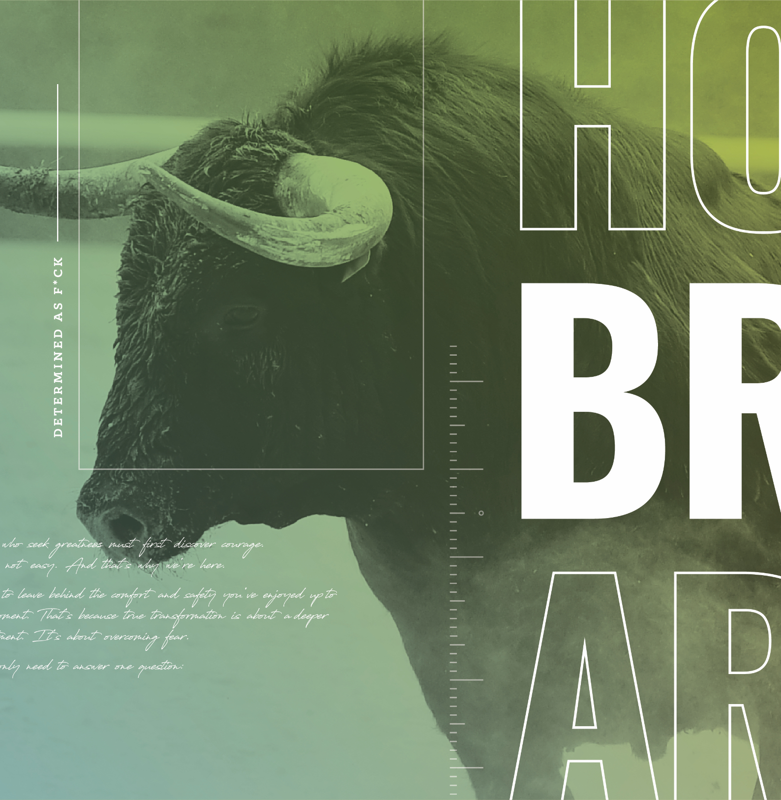 image-bull-1